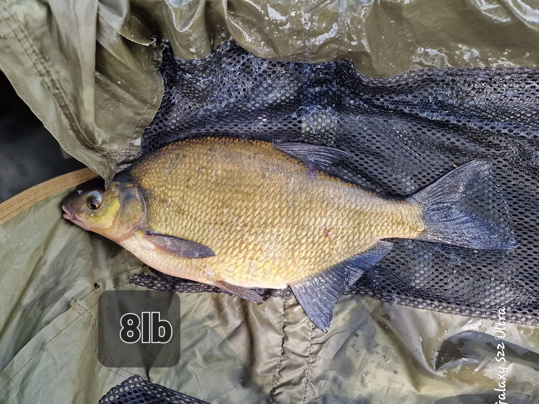 Eight pound bream