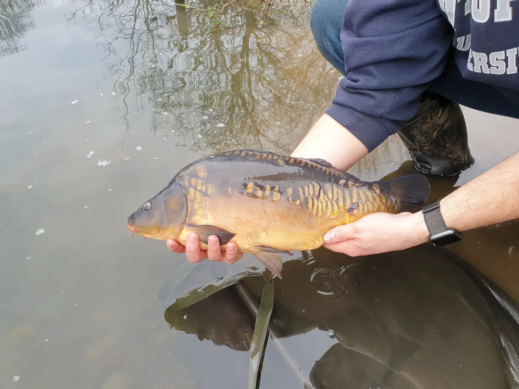 Fish being carefully released