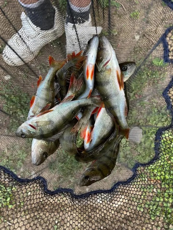 Perch