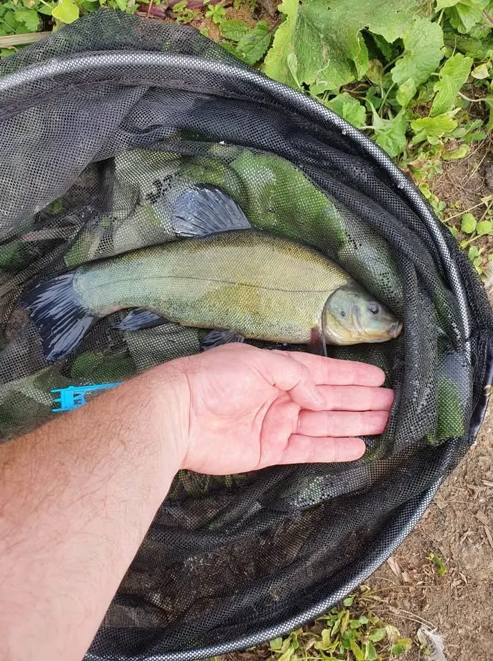 Tench