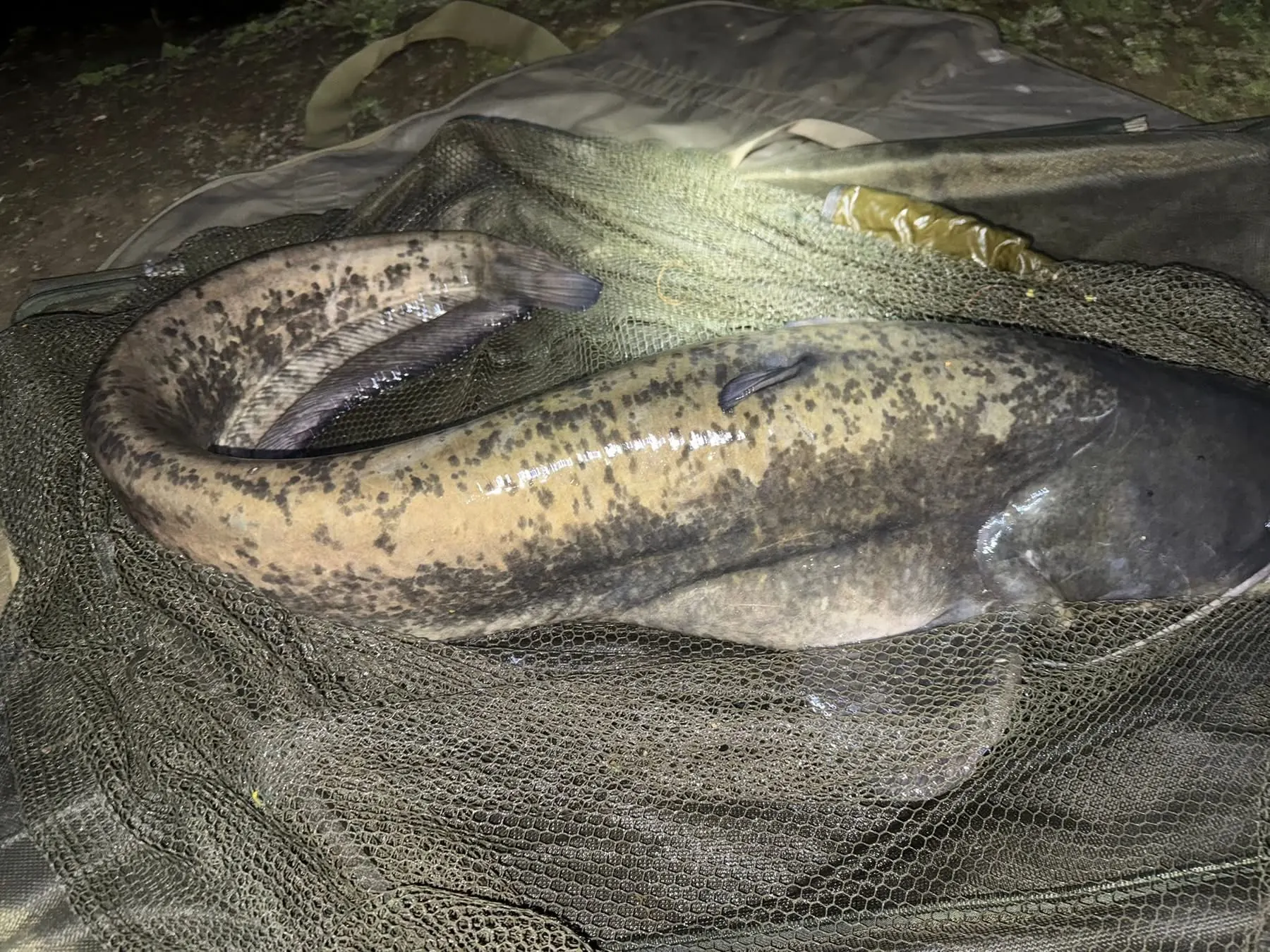 Wels catfish